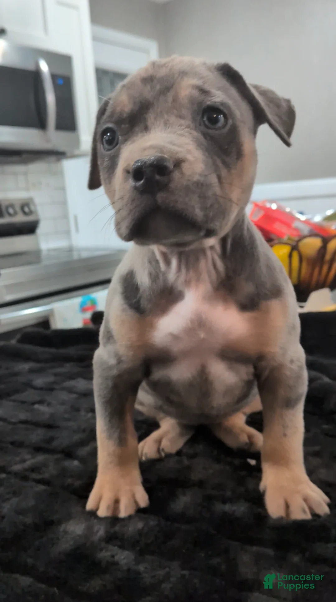 American Bully dogs for sale: Nala - Ad 1