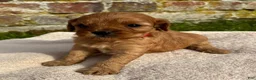 Cavapoo dogs for sale: Katie  - Ad 9