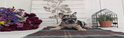 French Bulldog dogs for sale: Shiloh - Ad 3