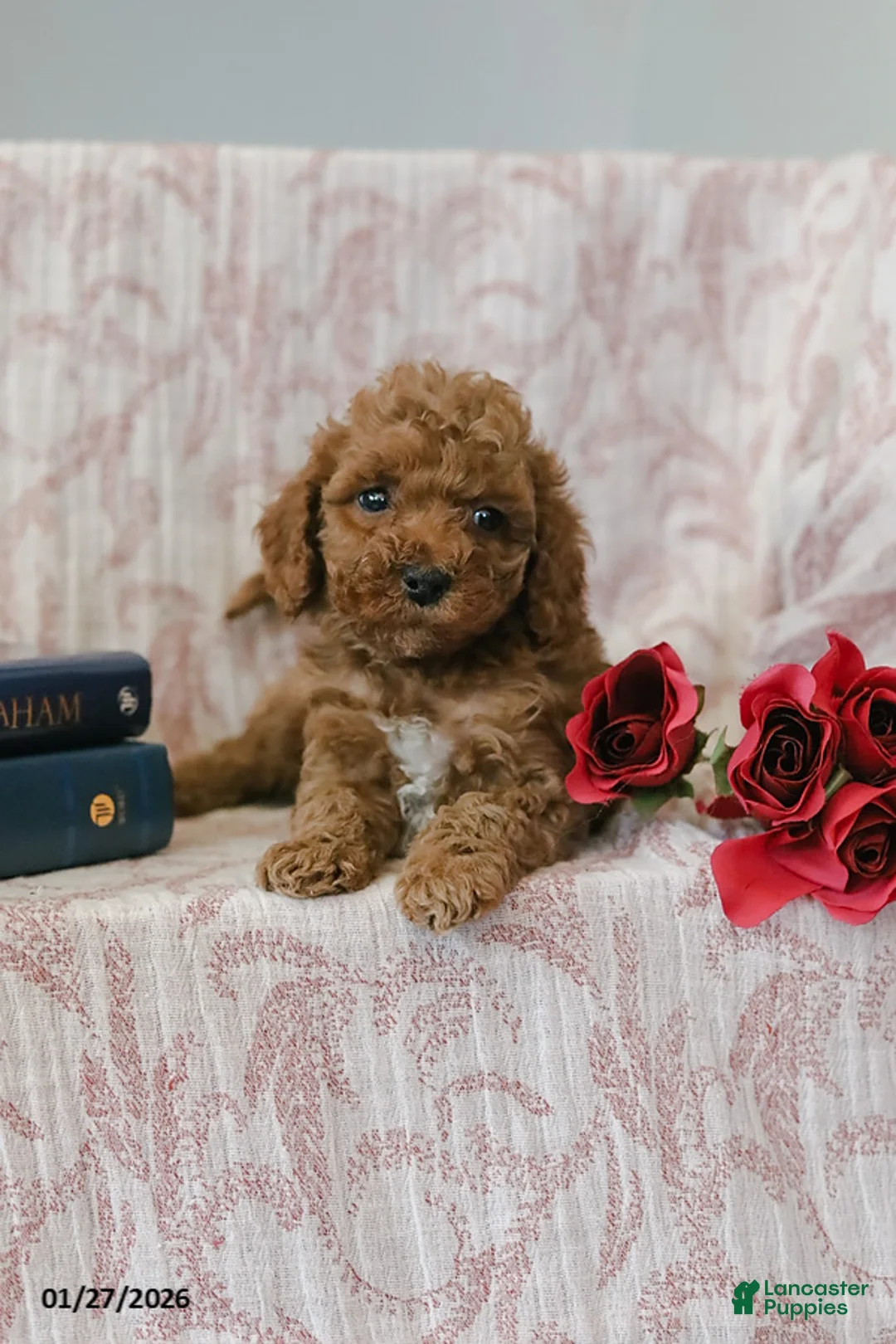 Cockapoo dogs for sale: Jerry - Ad 5