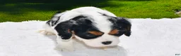 Cavalier King Charles Spaniel dogs for sale: Tucker - Ad 4