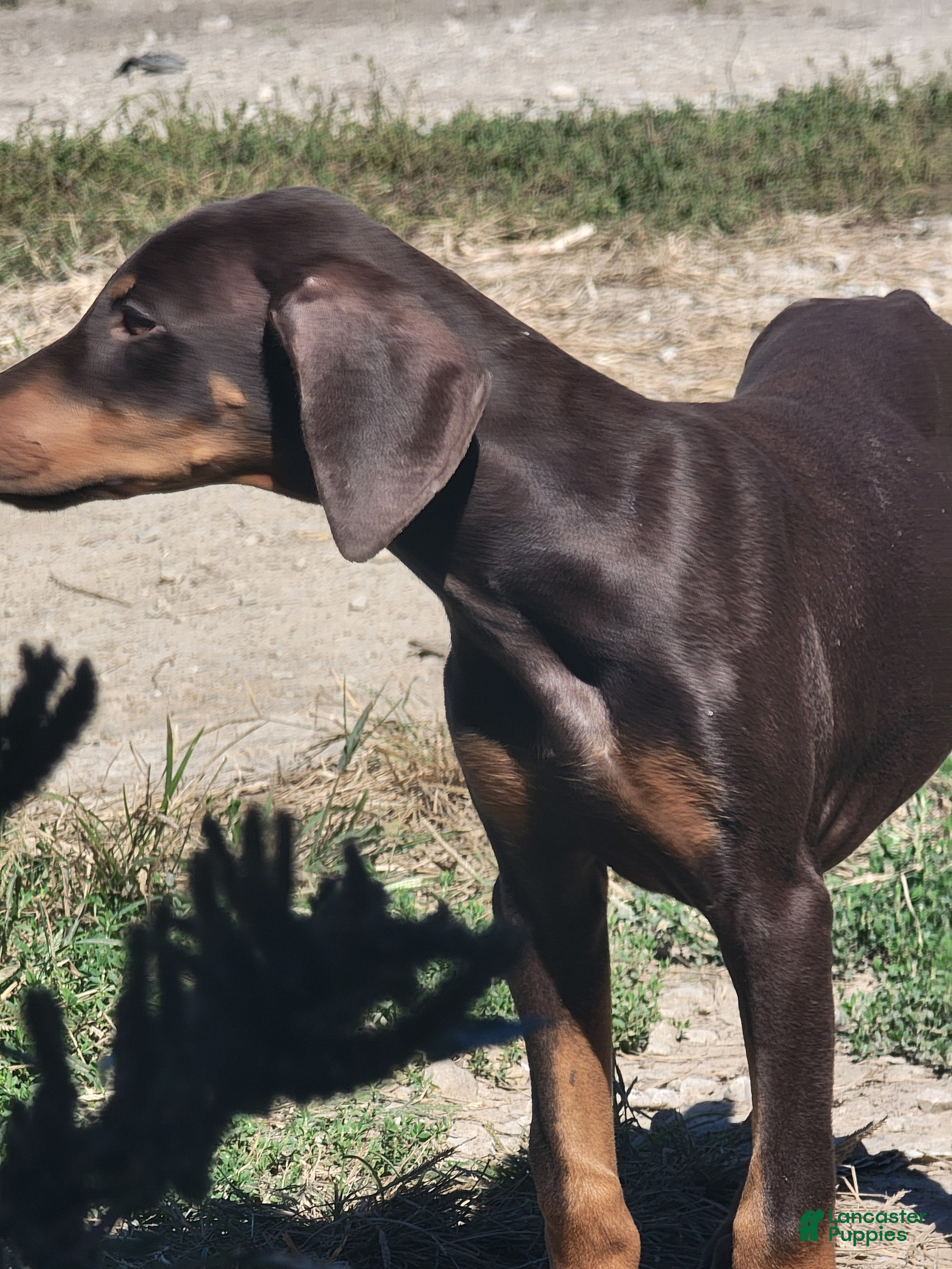 Cabra (Dobermann, Female) in Stilesville, IN