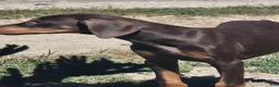 Doberman Pinscher dogs for sale: Cabra - Ad 1