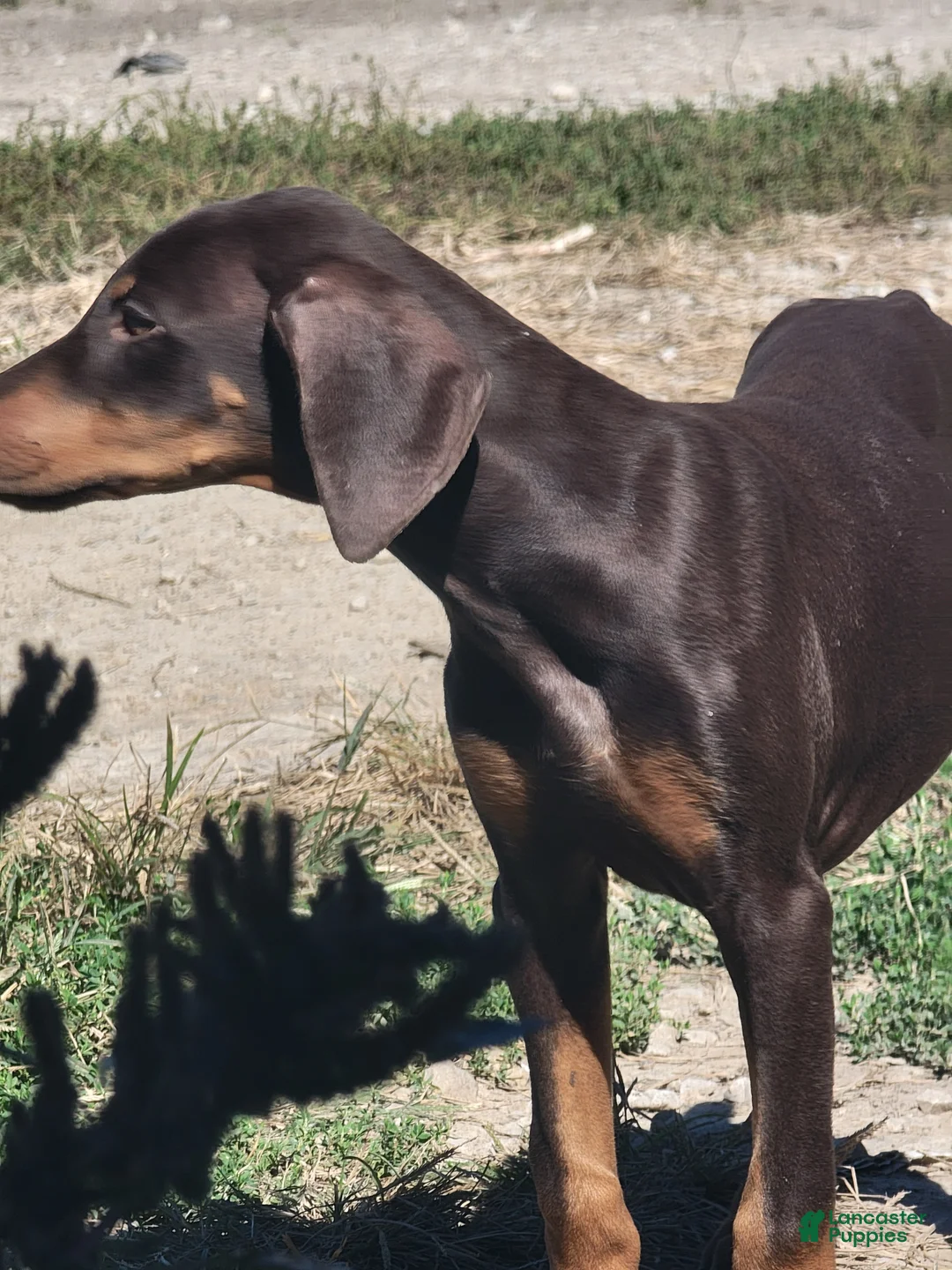 Doberman Pinscher dogs for sale: Cabra - Ad 1