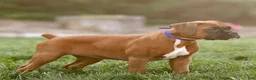Boxer dogs for sale: Neva Boxer  - Ad 4