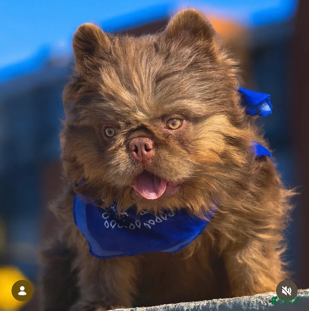 French Bulldog dogs for sale: French Bulldog Puppy 1 - Ad 2