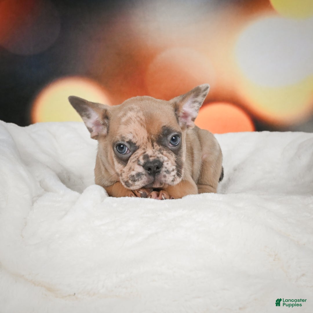 French Bulldog dogs for sale: Gus - Ad 8
