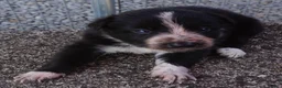 Border Collie dogs for sale: ROXY - Ad 2
