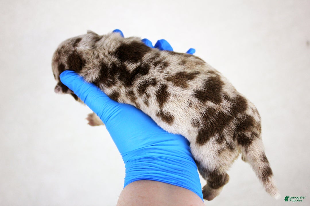 American Bully dogs for sale: Chocolate Tri Merle Female - Ad 3