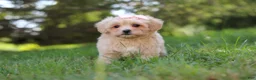 Maltipoo dogs for sale: Annie - Ad 10