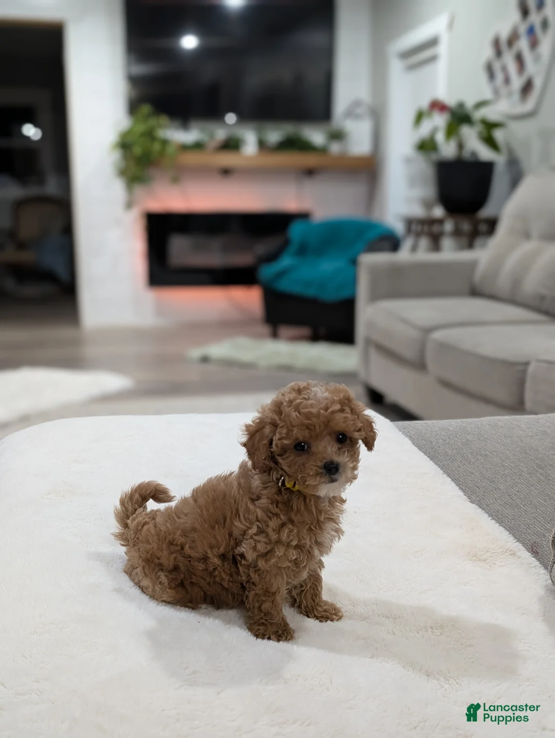 Shihpoo dogs for sale: Joy - Ad 8