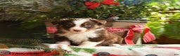 Australian Shepherd dogs for sale: Avalon - Ad 3