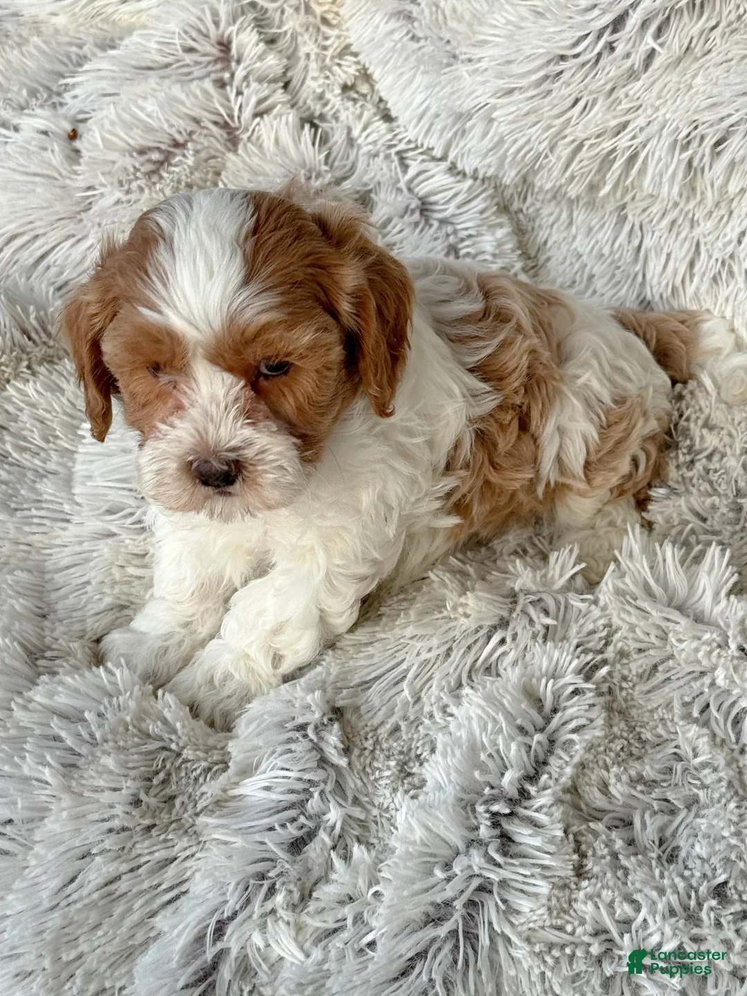 Cavapoo dogs for sale: Enox - Ad 4