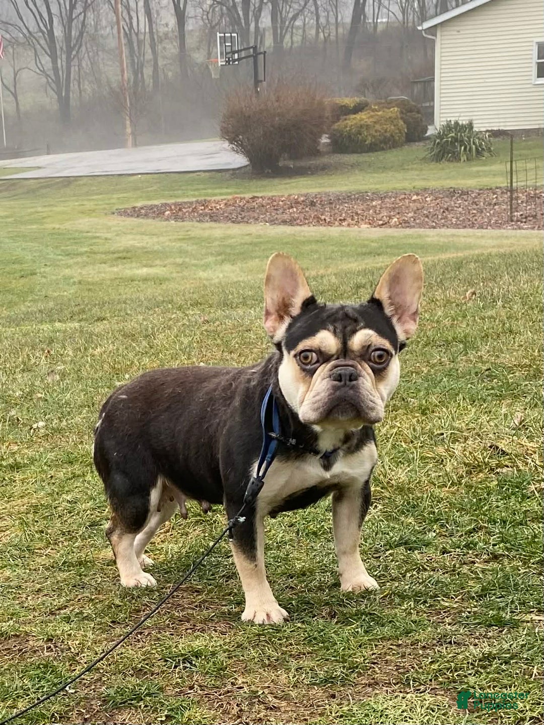 French Bulldog dogs for sale: Mia - Ad 11