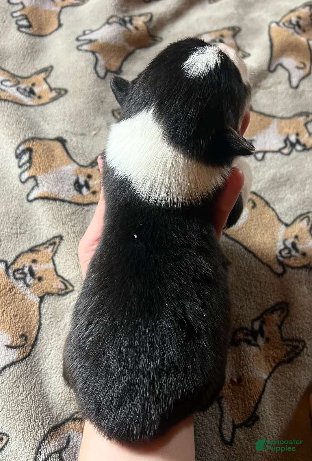 Welsh Corgi Pembroke dogs for sale: Flint - Ad 2