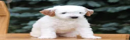Mini Goldendoodle dogs for sale: Clipso - Ad 3