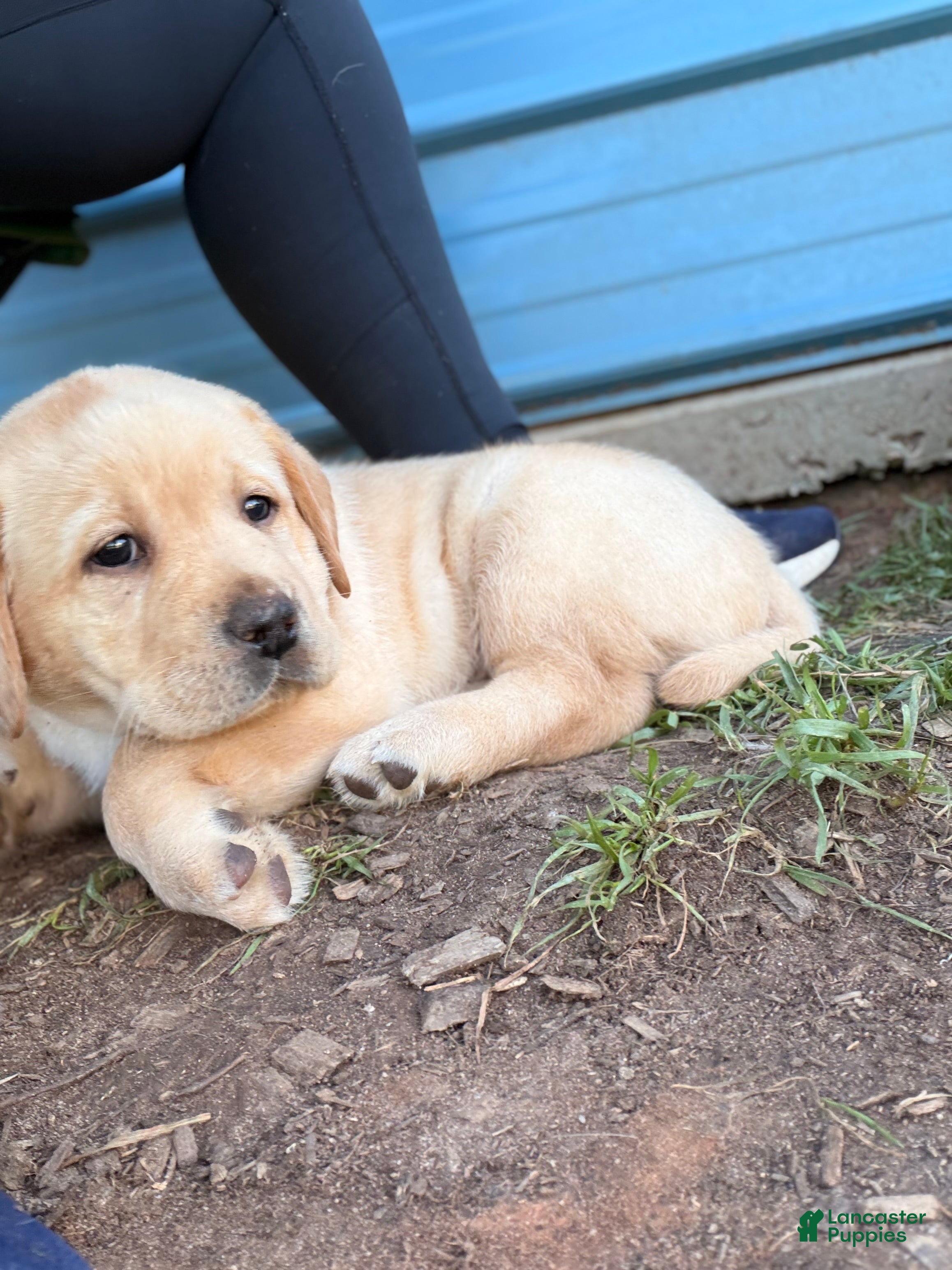 Labrador Retriever dogs Yellow collar  - Ad 2