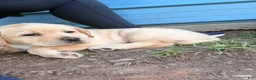 Labrador Retriever dogs for sale: Yellow collar  - Ad 2