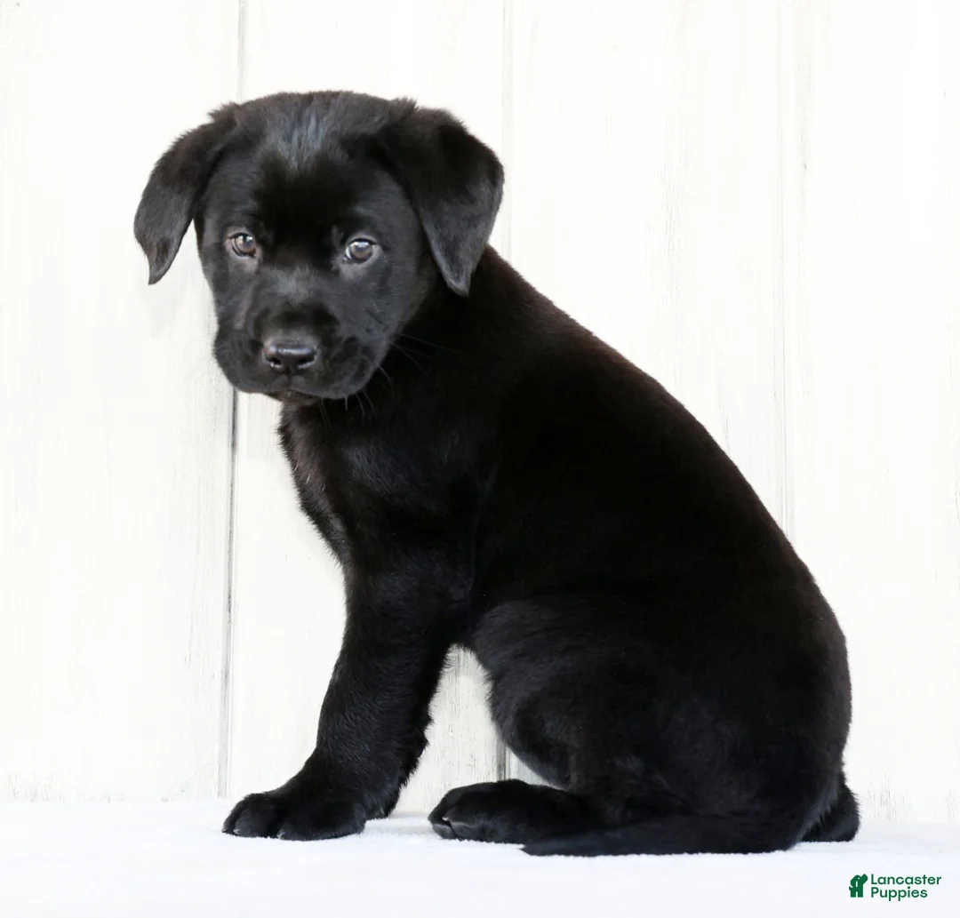 Labrador Retriever dogs for sale: Kory - Ad 3