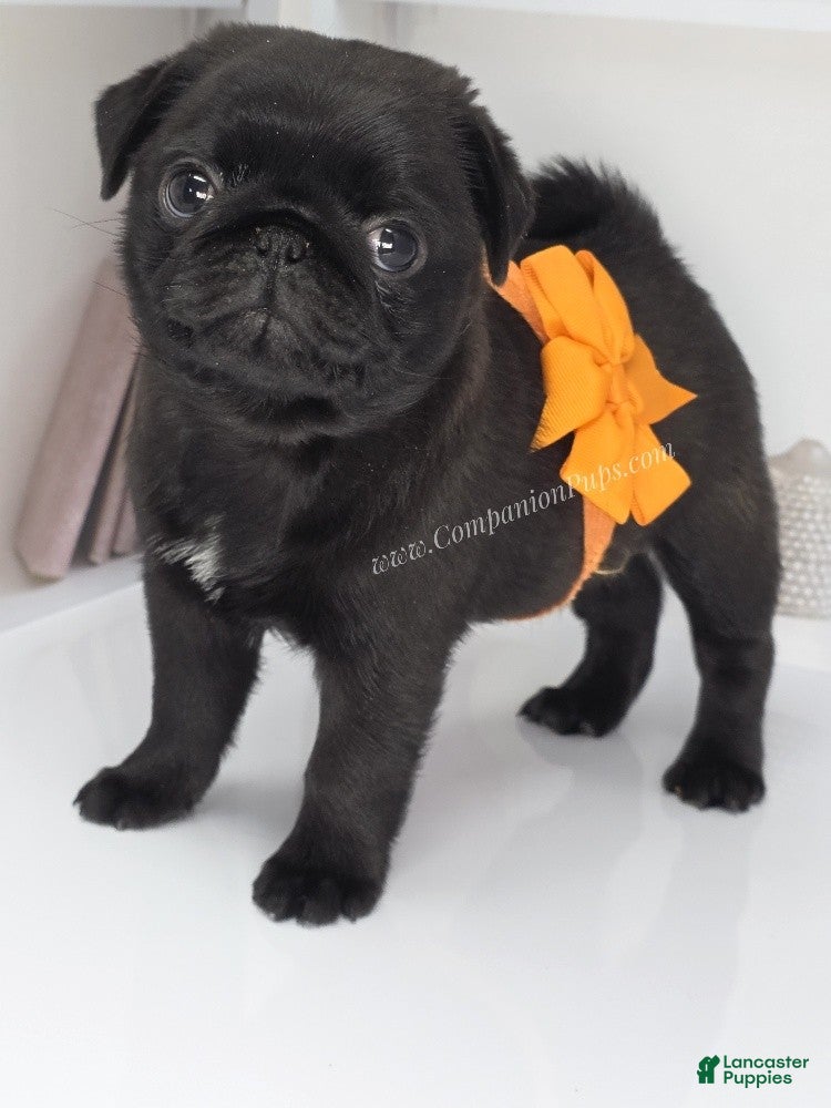 Pug dogs Marigold - Black Female Pug Puppy - Ad 1
