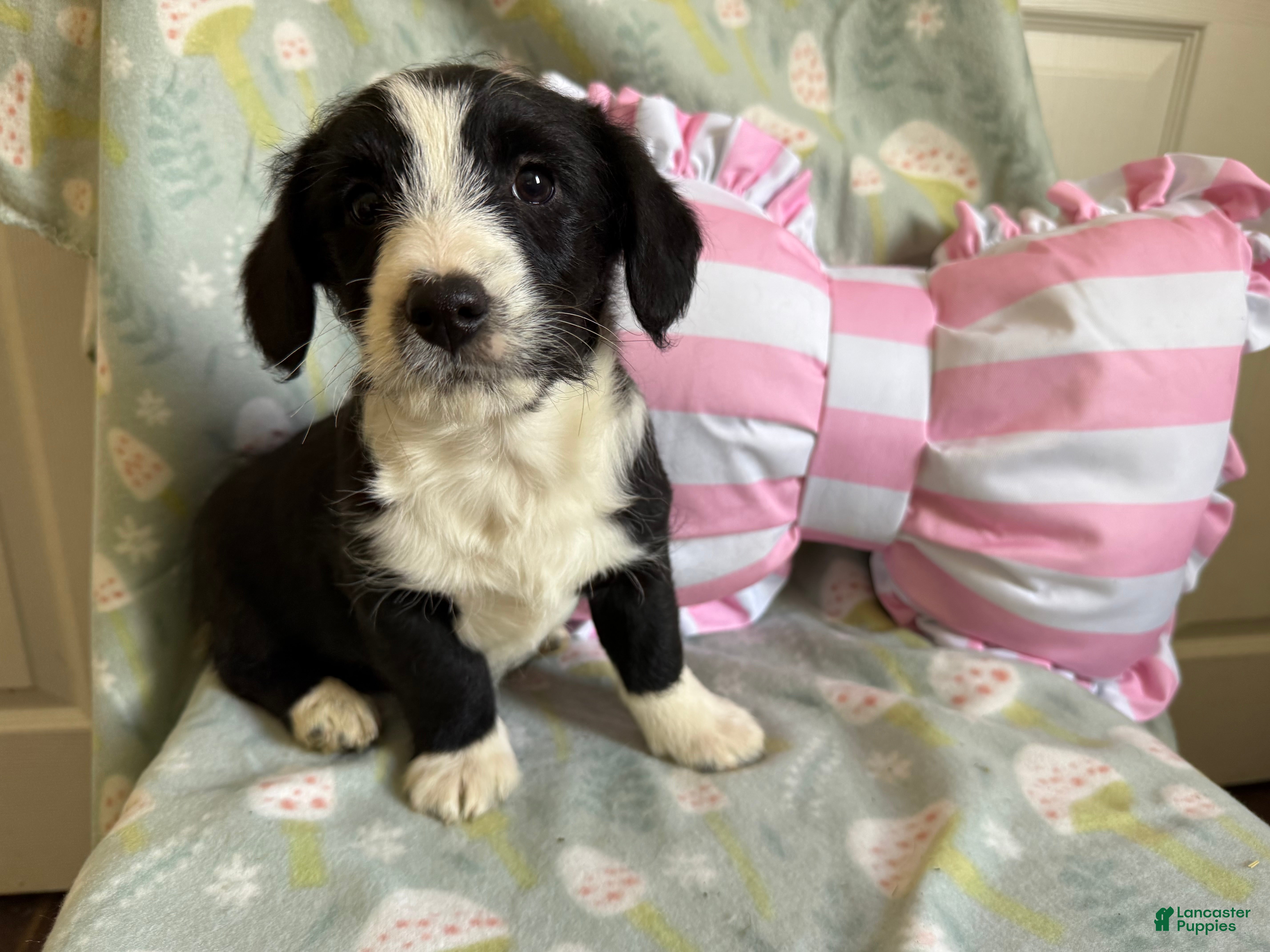 Mixed Breed dogs Alaric  - Ad 1