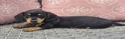 Dachshund dogs for sale: Callie  - Ad 3