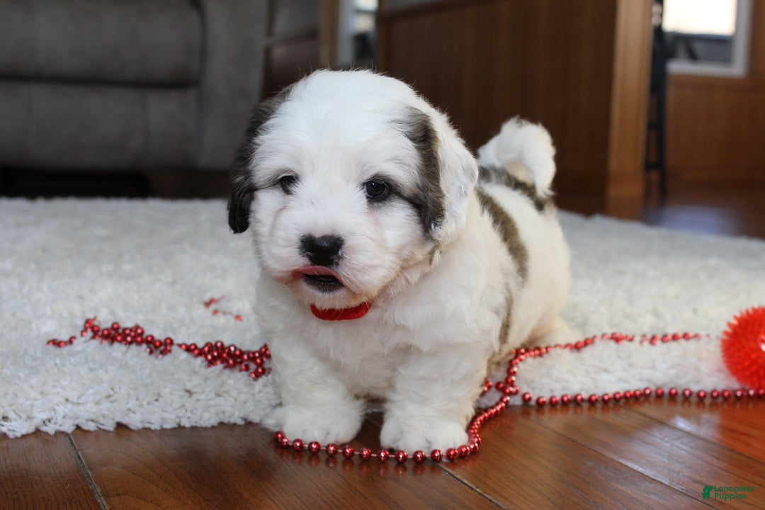 Teddy Bear dogs for sale: Lonnie - Ad 11