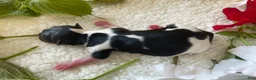 Biewer Terrier dogs for sale: Mochi - Ad 7