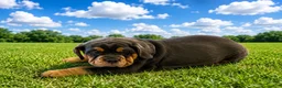 Mixed Breed dogs for sale: Bllu Female  - Ad 2