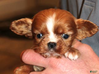 Cavalier King Charles Spaniel dogs Cavalier King Charles Spaniel Puppy 5 - Ad 23