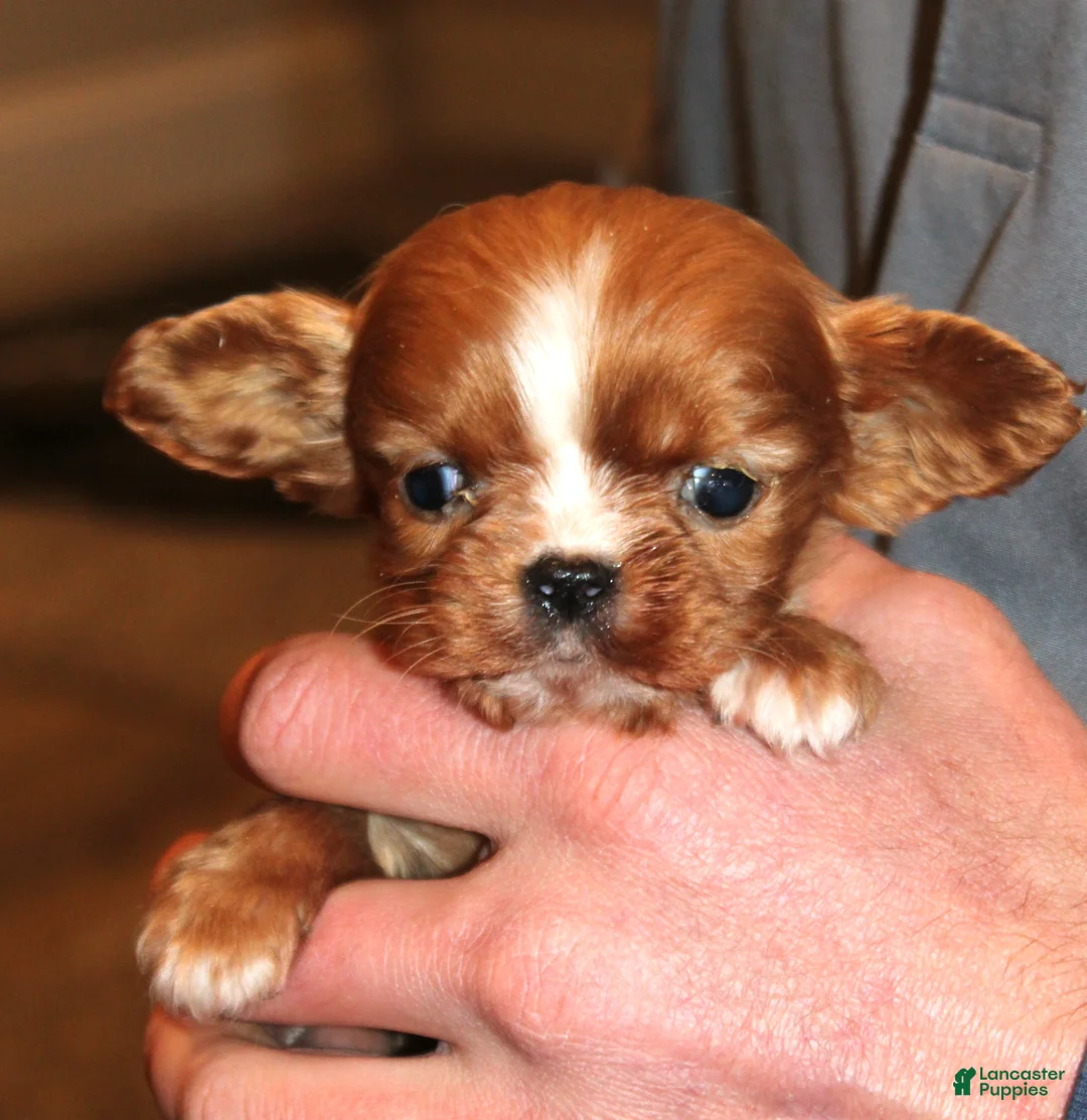Cavalier King Charles Spaniel dogs for sale: Cavalier King Charles Spaniel Puppy 5 - Ad 1