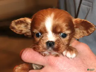 Cavalier King Charles Spaniel dogs for sale: Cavalier King Charles Spaniel Puppy 5 - Ad 4