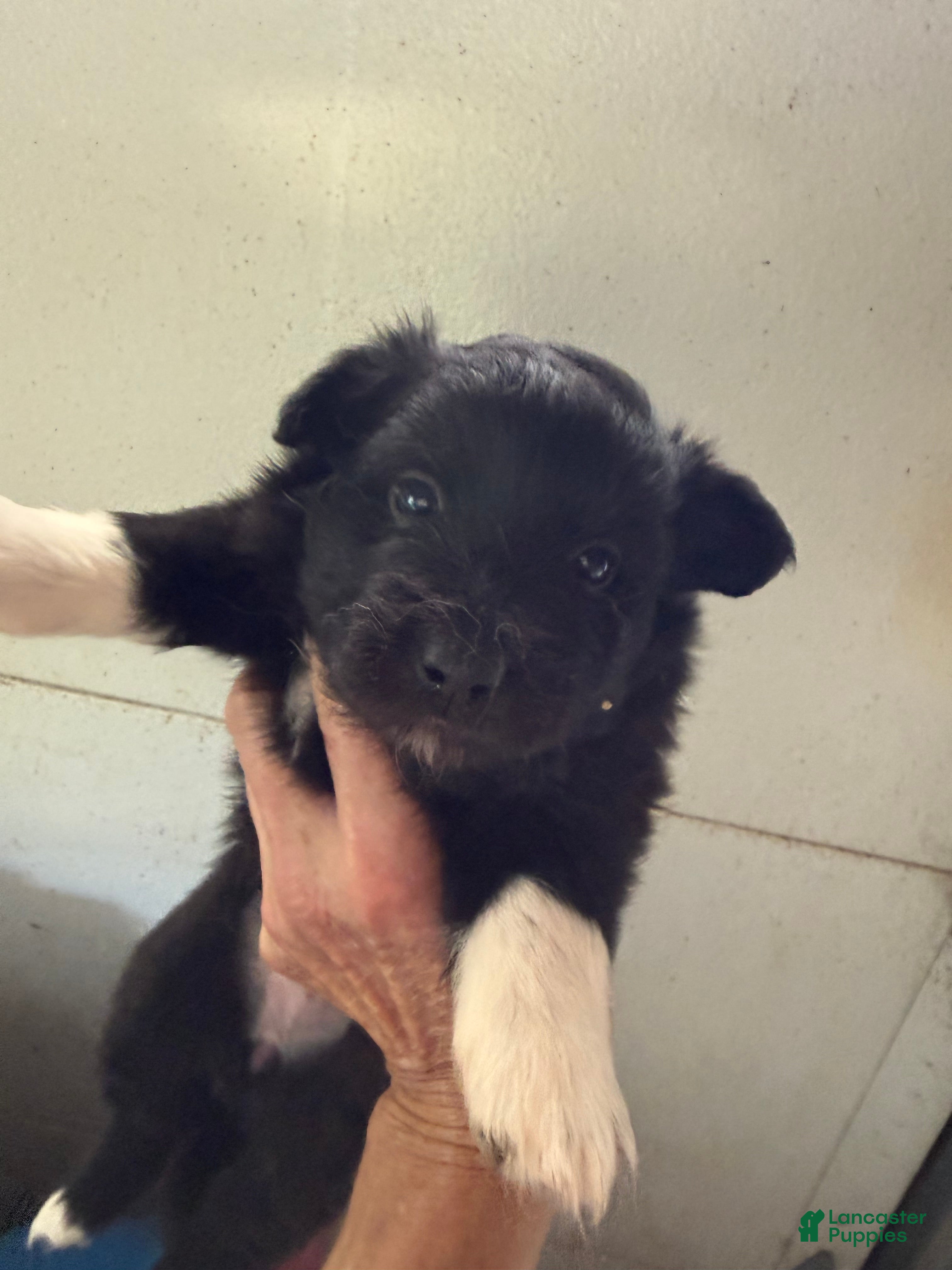 Mixed Breed dogs Charlie - Ad 36