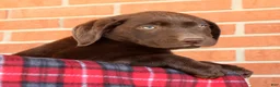 Labrador Retriever dogs for sale: Rily - Ad 9