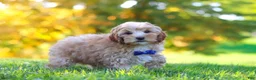 Yorkiepoo dogs for sale: Asher - Ad 3