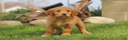 Golden Retriever dogs for sale: Maple - Ad 5