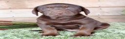 Labrador Retriever dogs for sale: Brownie  - Ad 1