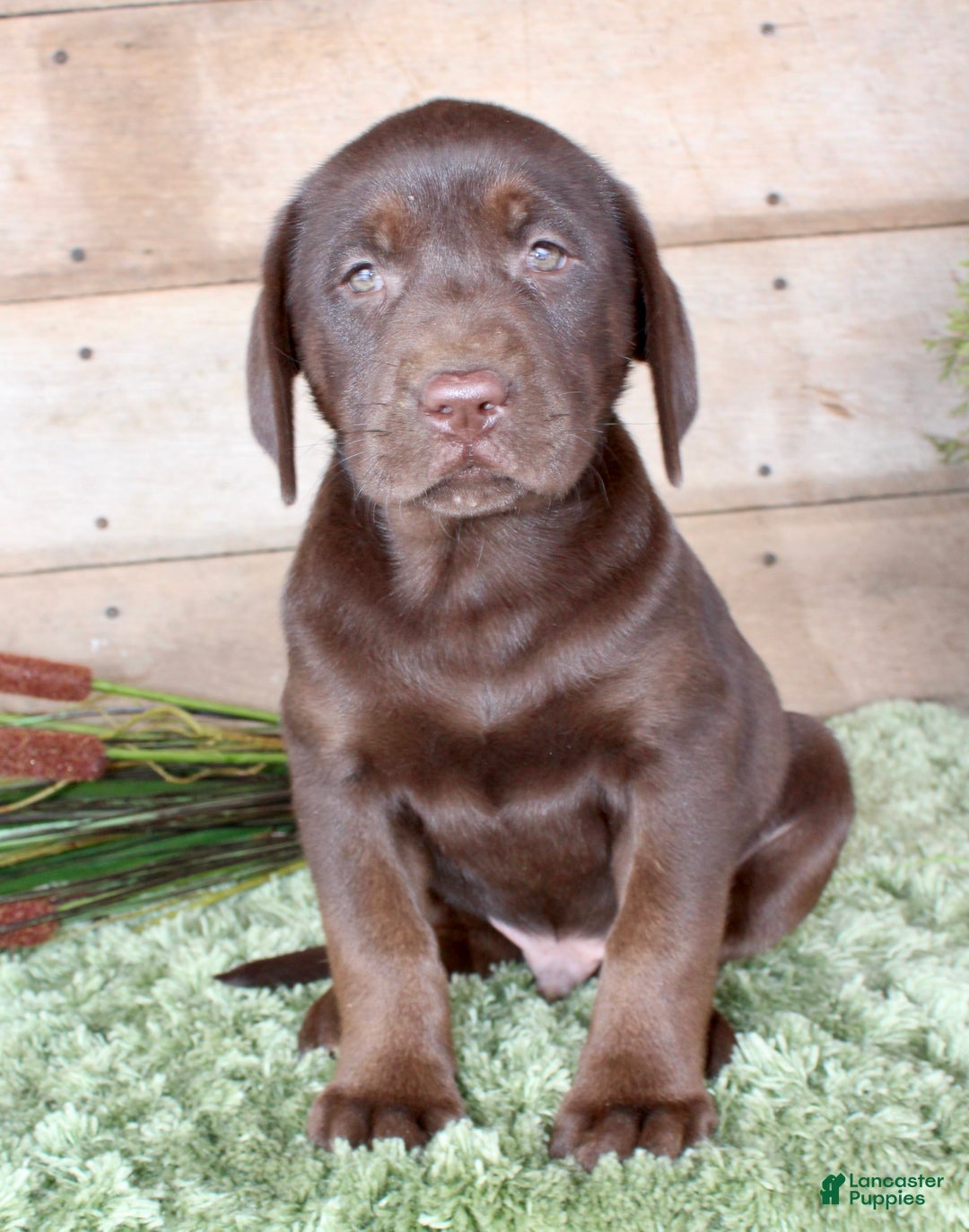 Labrador Retriever dogs for sale: Brownie  - Ad 1