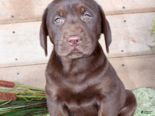 Labrador Retriever dogs Brownie - Ad 34