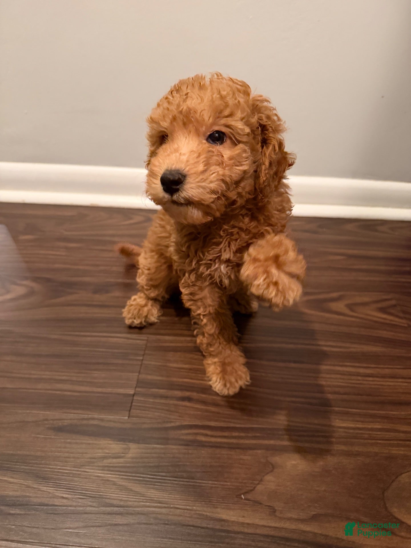 Miniature Poodle dogs for sale: BLUEBERRY  - Ad 2