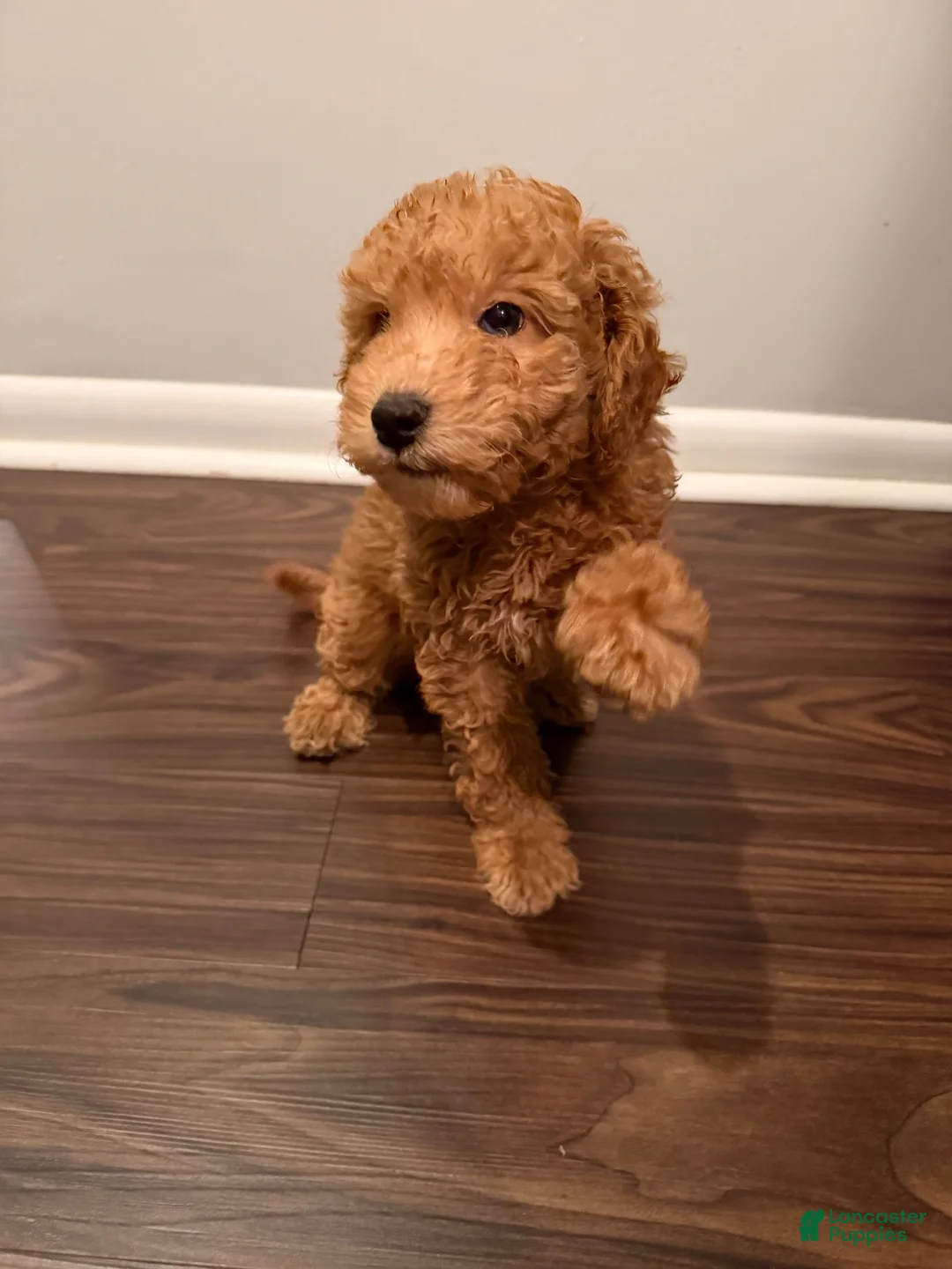 Miniature Poodle dogs for sale: BLUEBERRY  - Ad 2