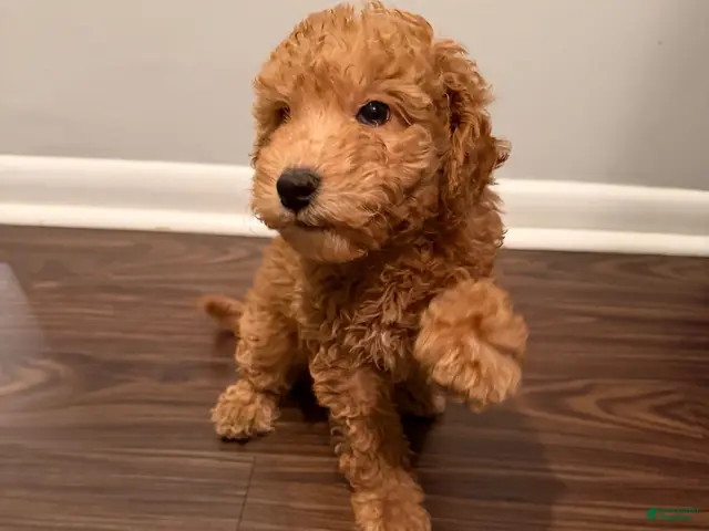 Miniature Poodle dogs for sale: BLUEBERRY - Ad 2