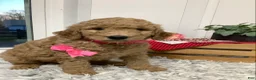 Goldendoodle dogs for sale: Goldendoodle Puppy 3 - Ad 3