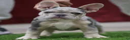 French Bulldog dogs for sale: French Bulldog 4 - Ad 2