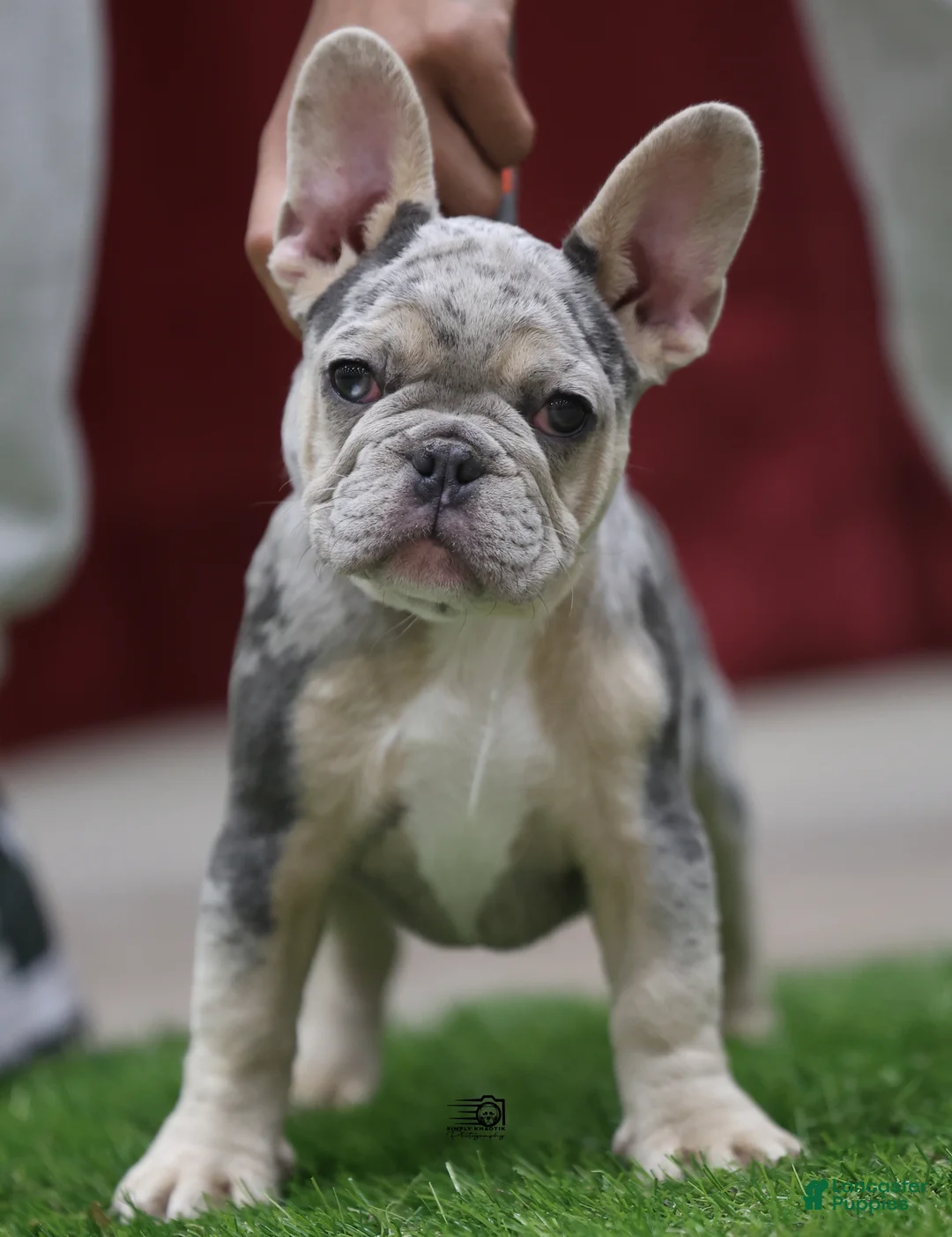 French Bulldog dogs for sale: French Bulldog 4 - Ad 2