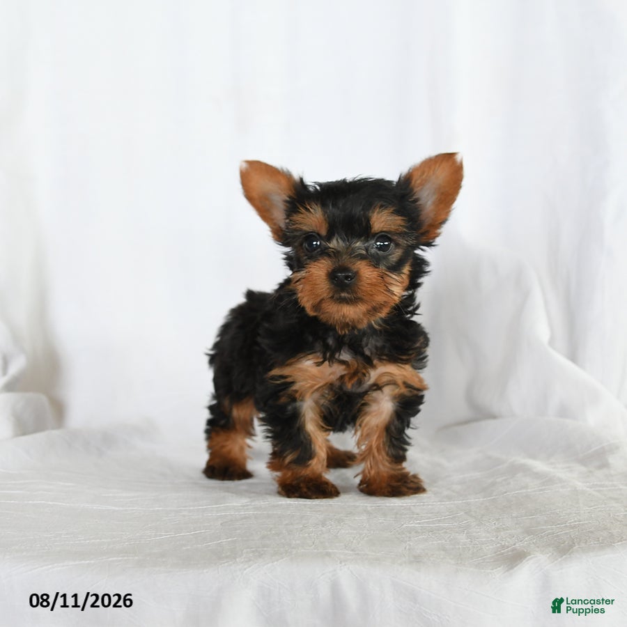 Yorkshire Terrier dogs Tilly - Ad 1