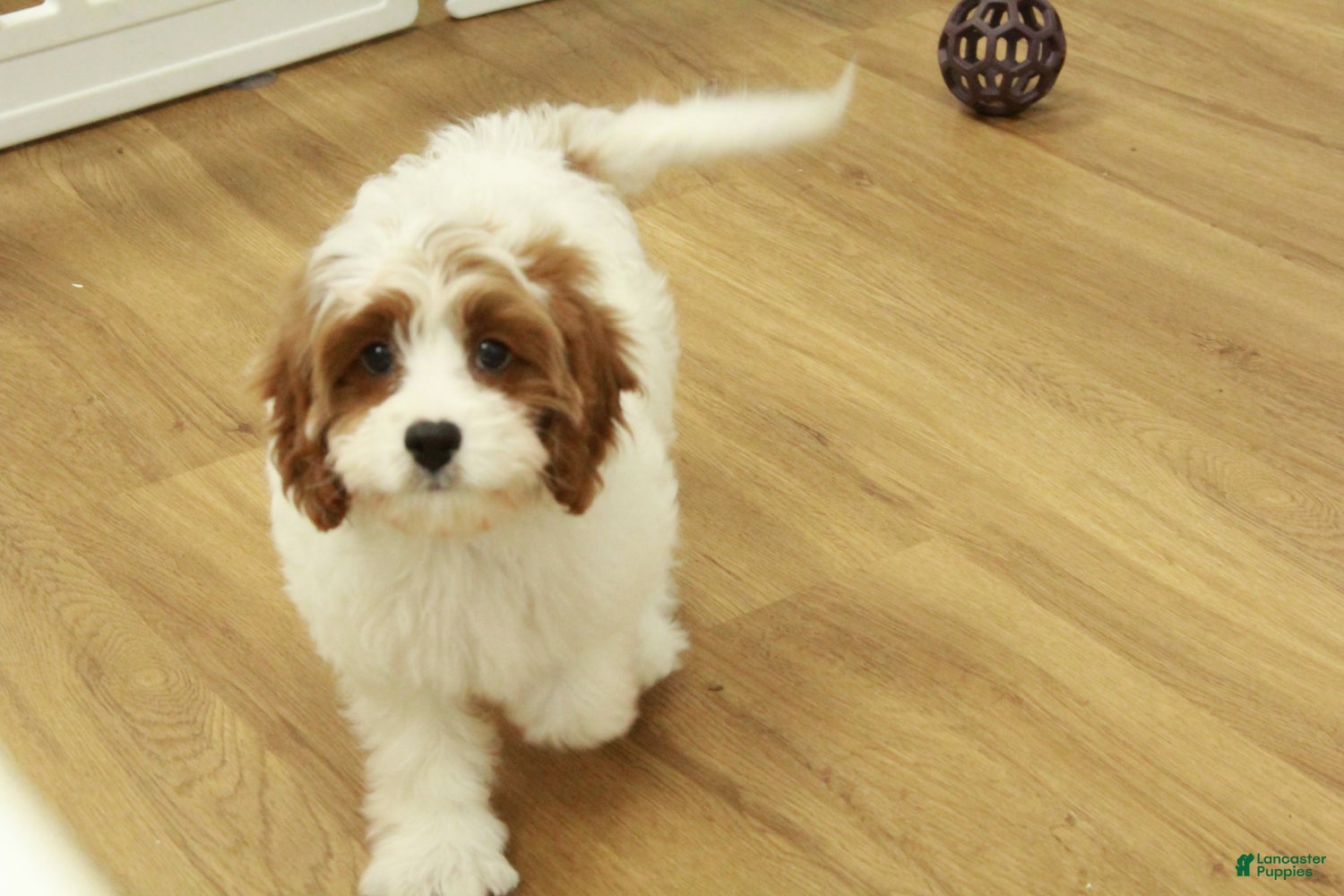 Cavapoo dogs Madelyn - Ad 20