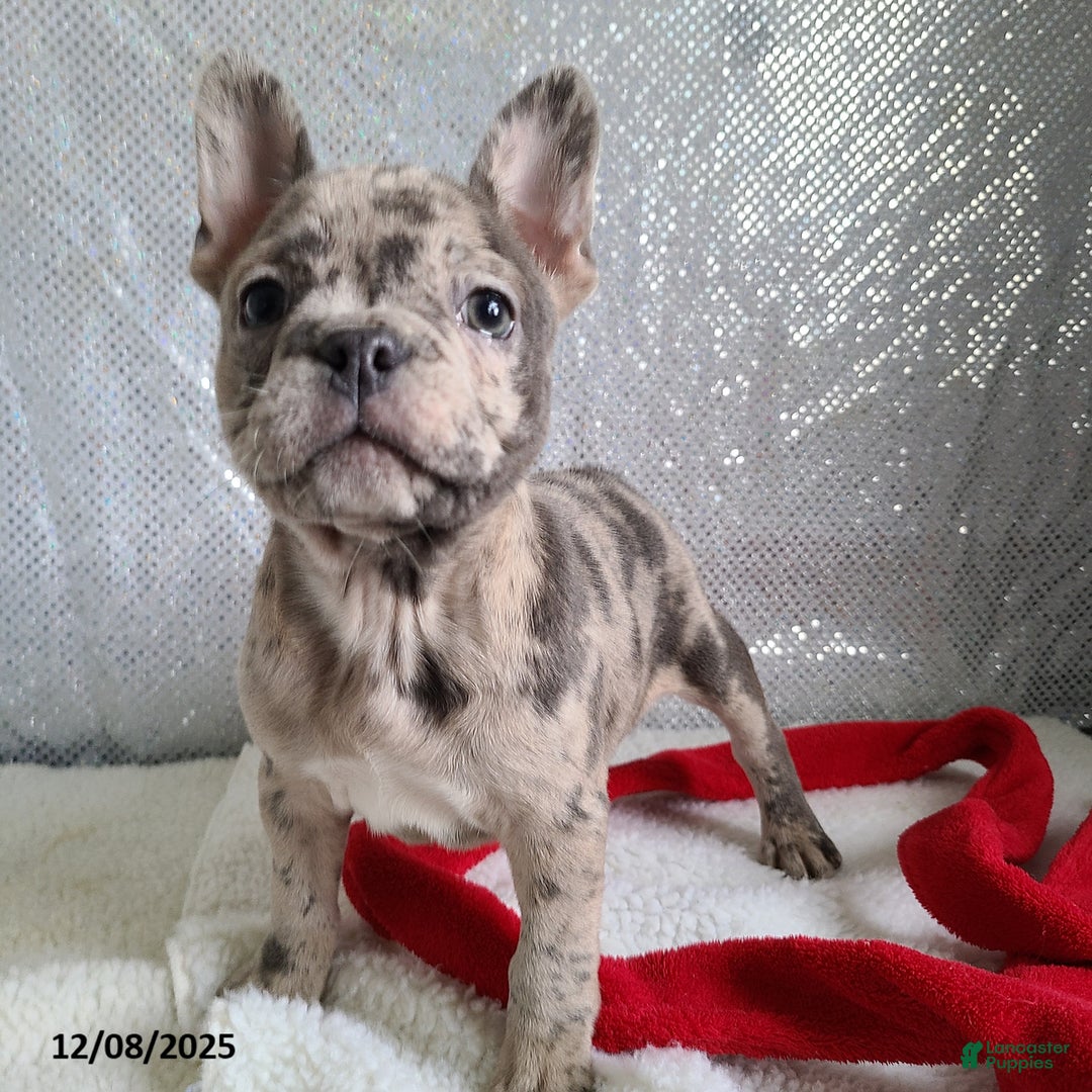 Frenchton dogs for sale: Pebbles - Ad 4