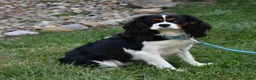 Cavapoo dogs for sale: Roxy - Ad 10