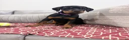 Rottweiler dogs for sale: Purple color - Ad 5